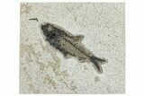 Detailed Fossil Fish (Knightia) - Wyoming #292500-1